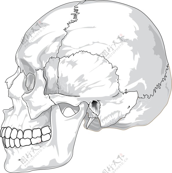 人类的颅骨侧视图剪贴画