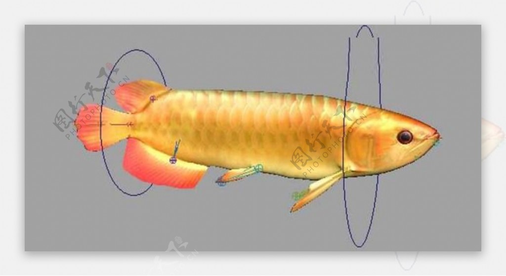 金鱼模型