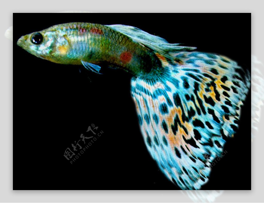 动物鱼类3d模型动植物模型免费下载动物3d模型21