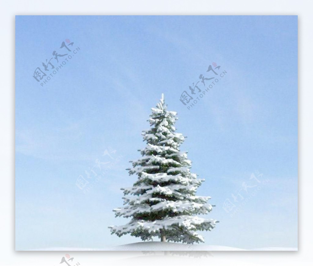 plant025冬季雪景积雪的枞树松树塔松