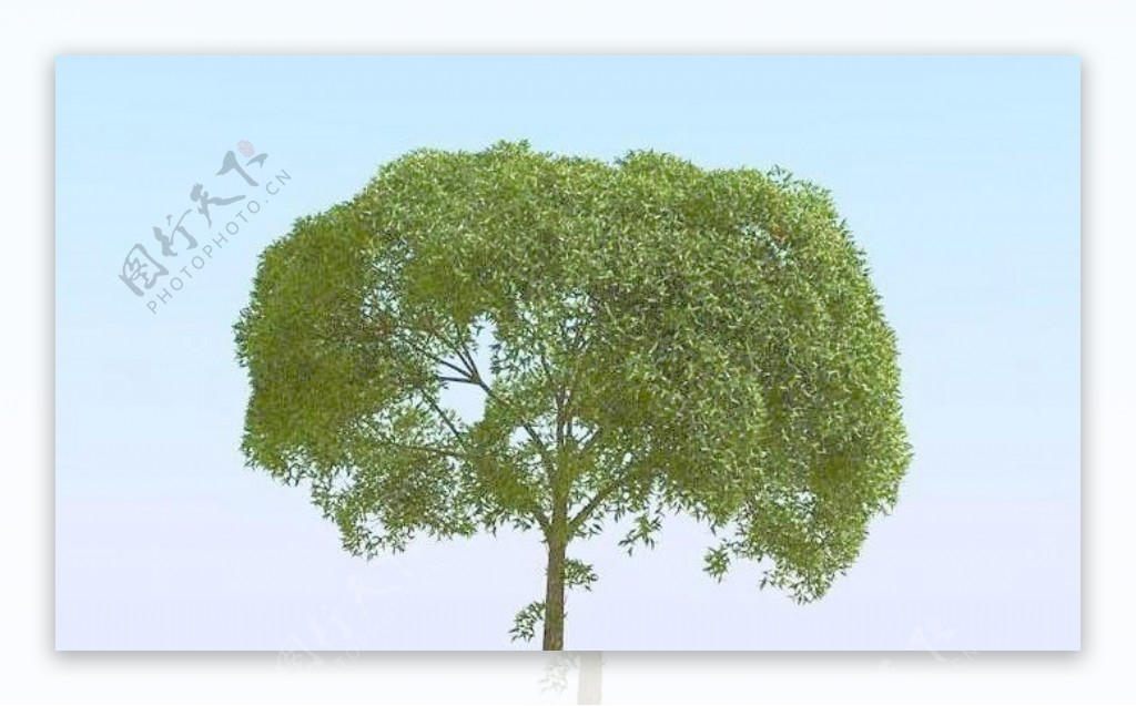 高精细杨柳树模型willow025