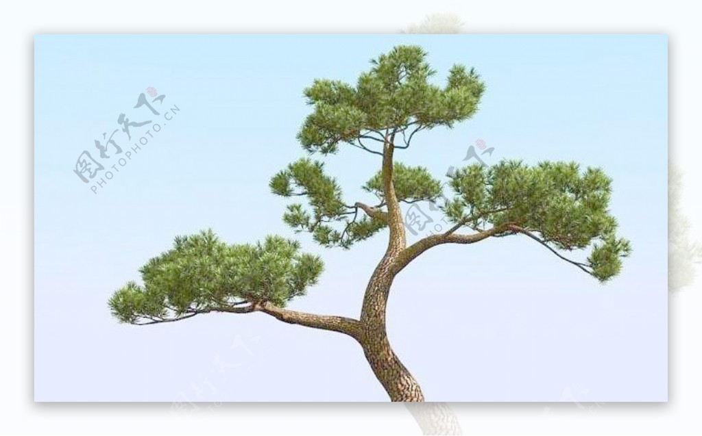 高精细松树日本松树模型japanpine04