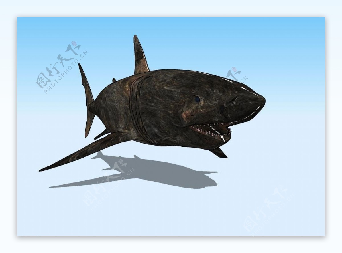 老鲨鱼3D模型