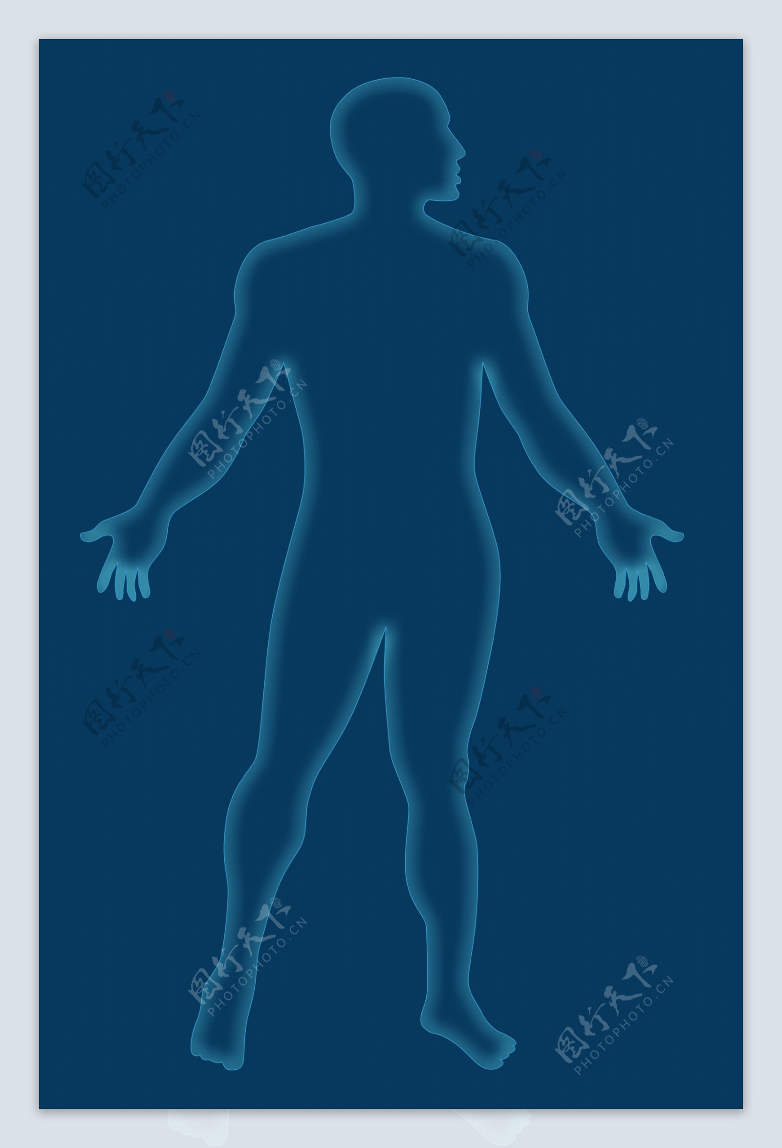 男性人体解剖学纲要蓝