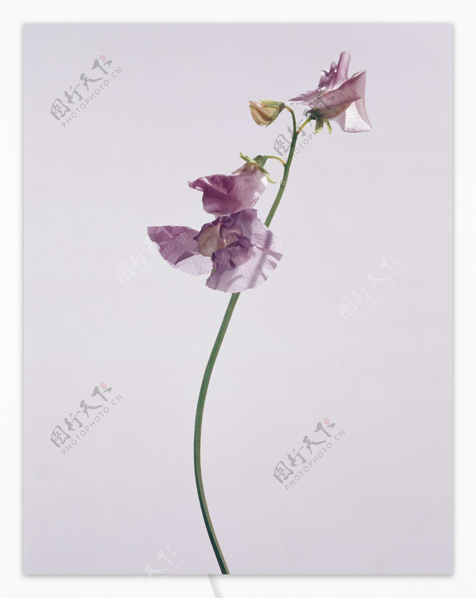 漂亮的紫色蝴蝶兰