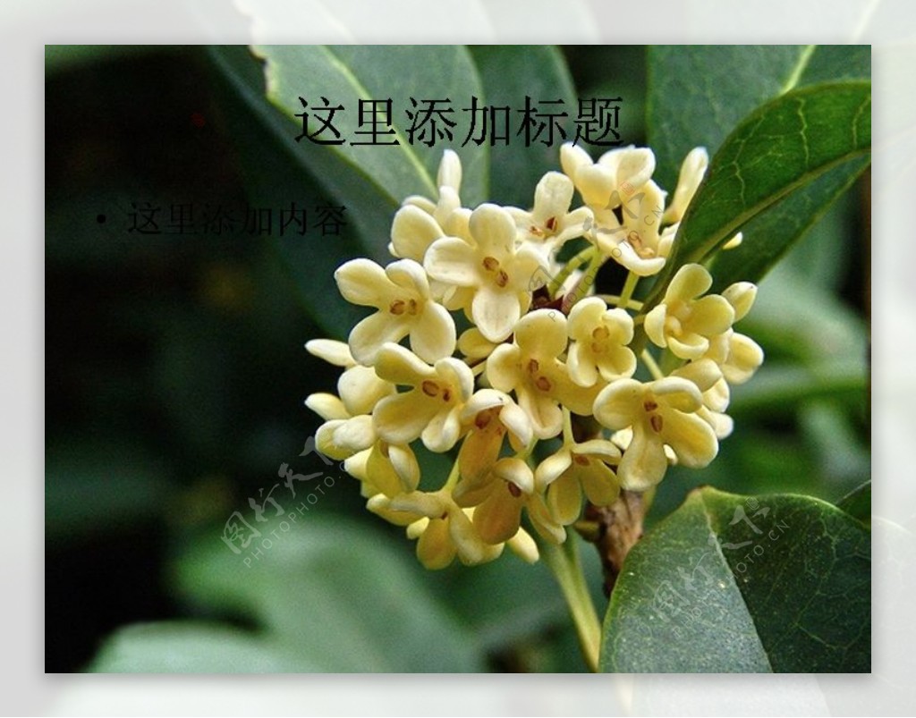 中秋植物桂花高清PPT21