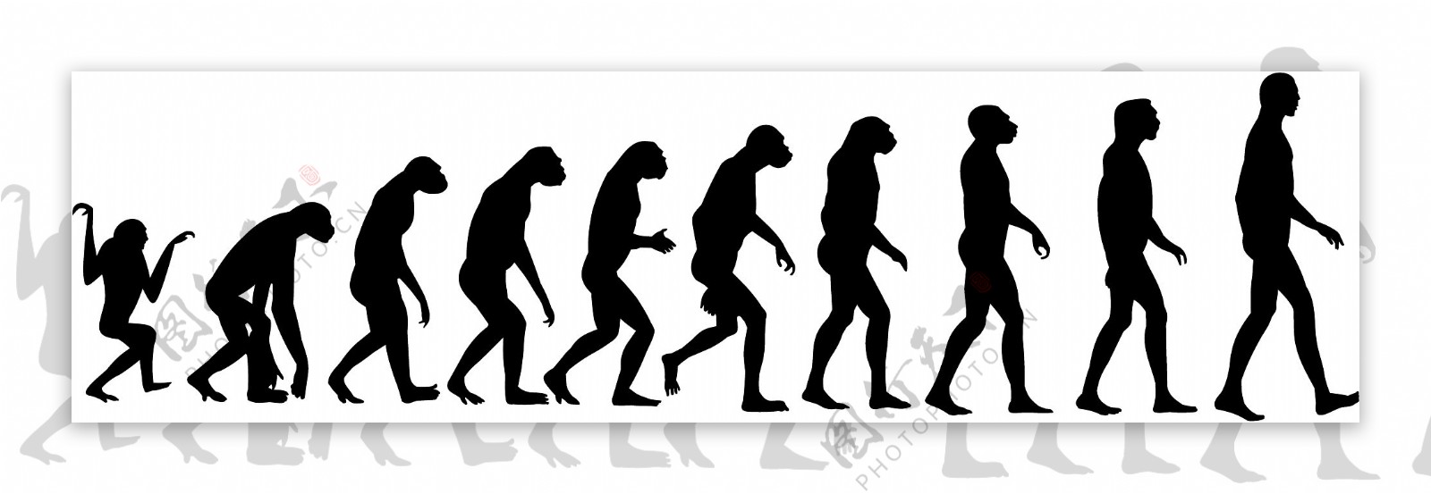 进化过程