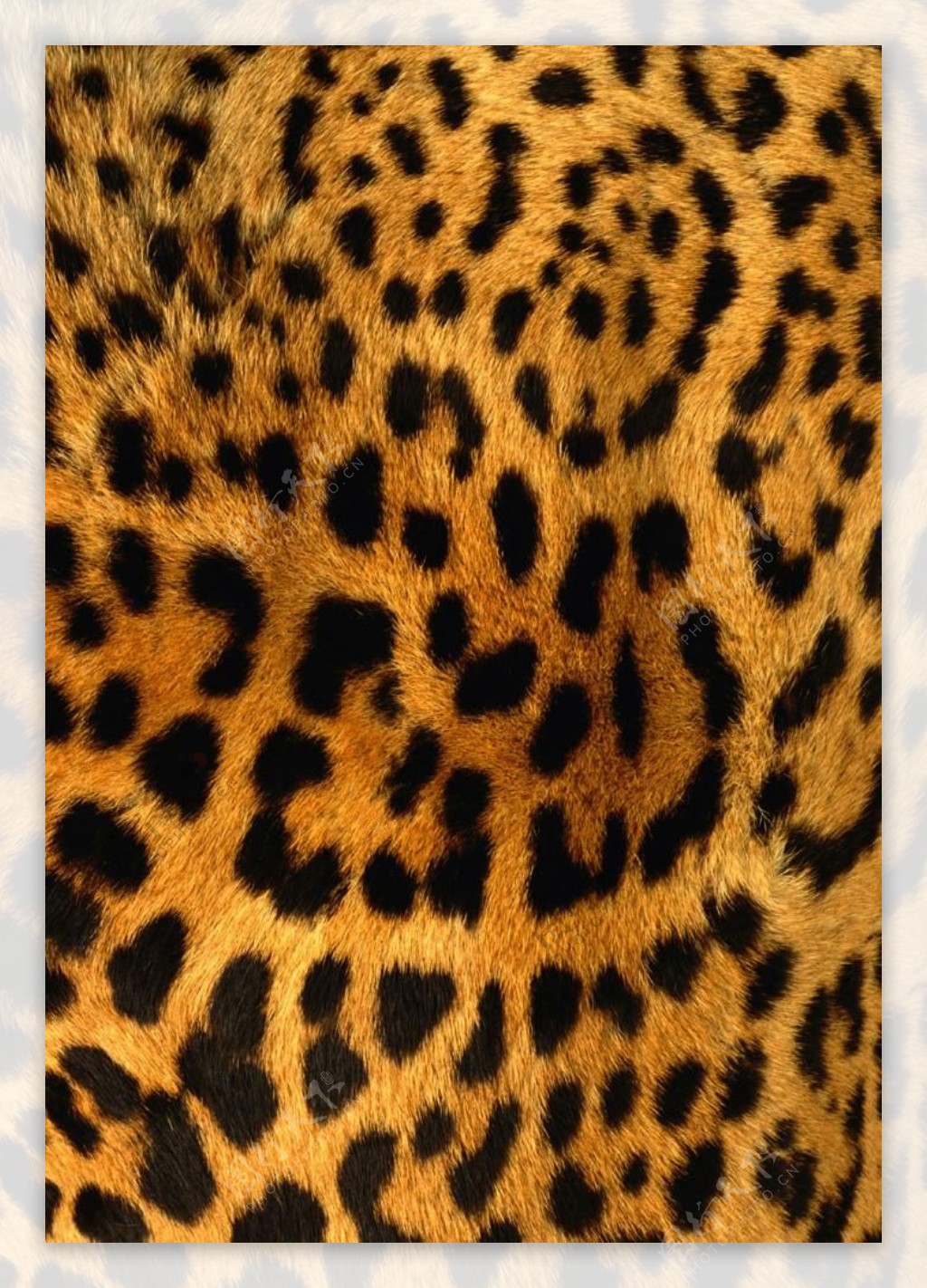 51008地毯虎豹