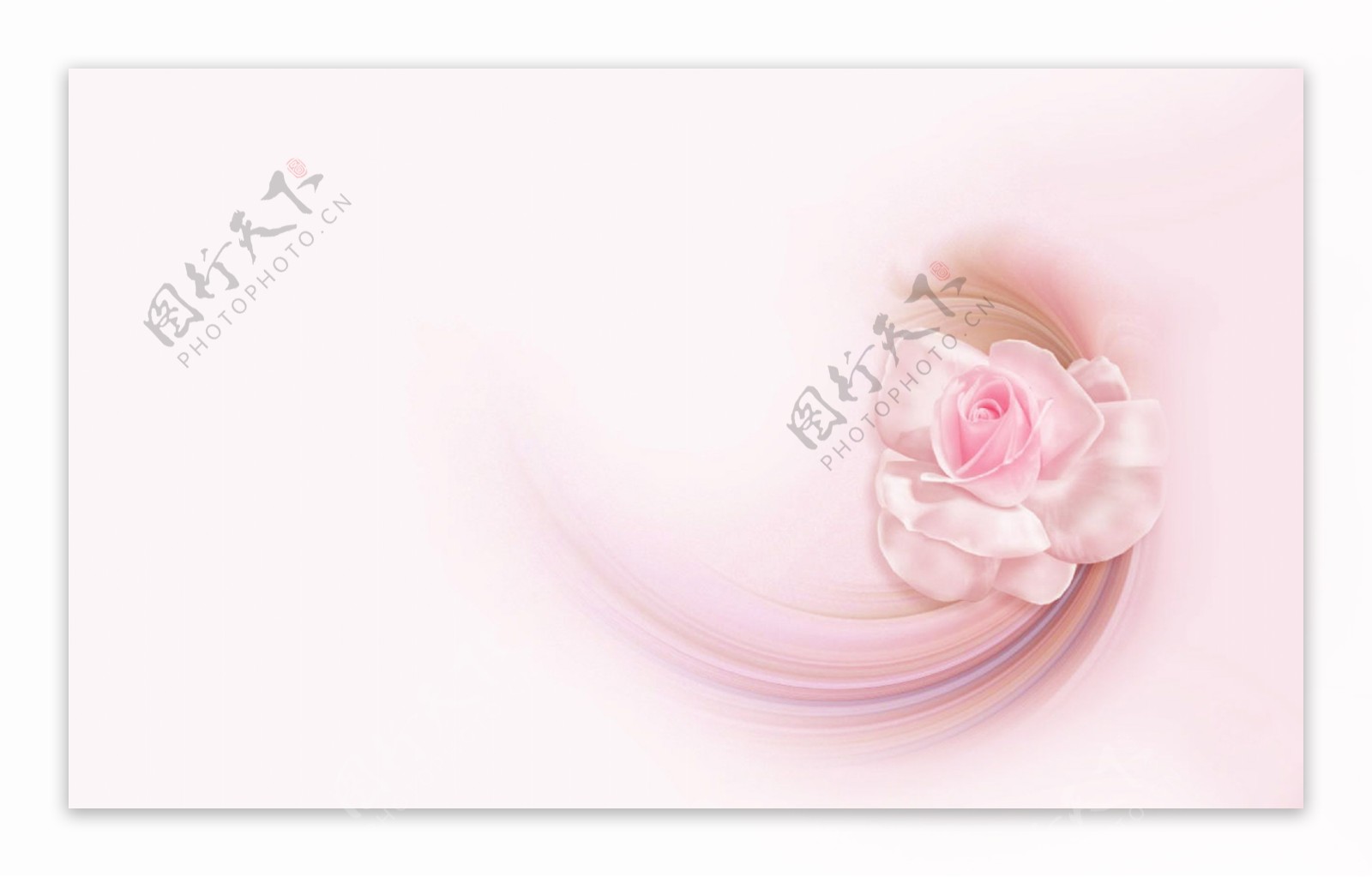 高清壁纸粉色玫瑰花