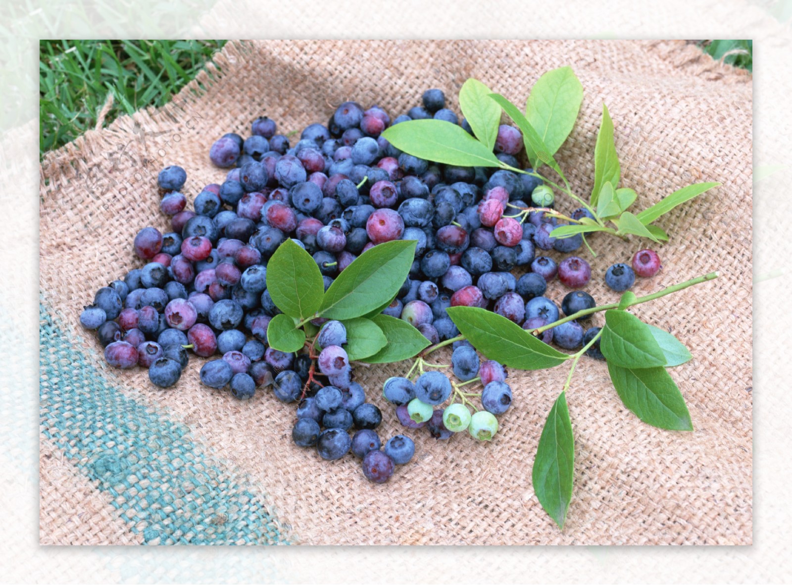 麻袋上的蓝莓果