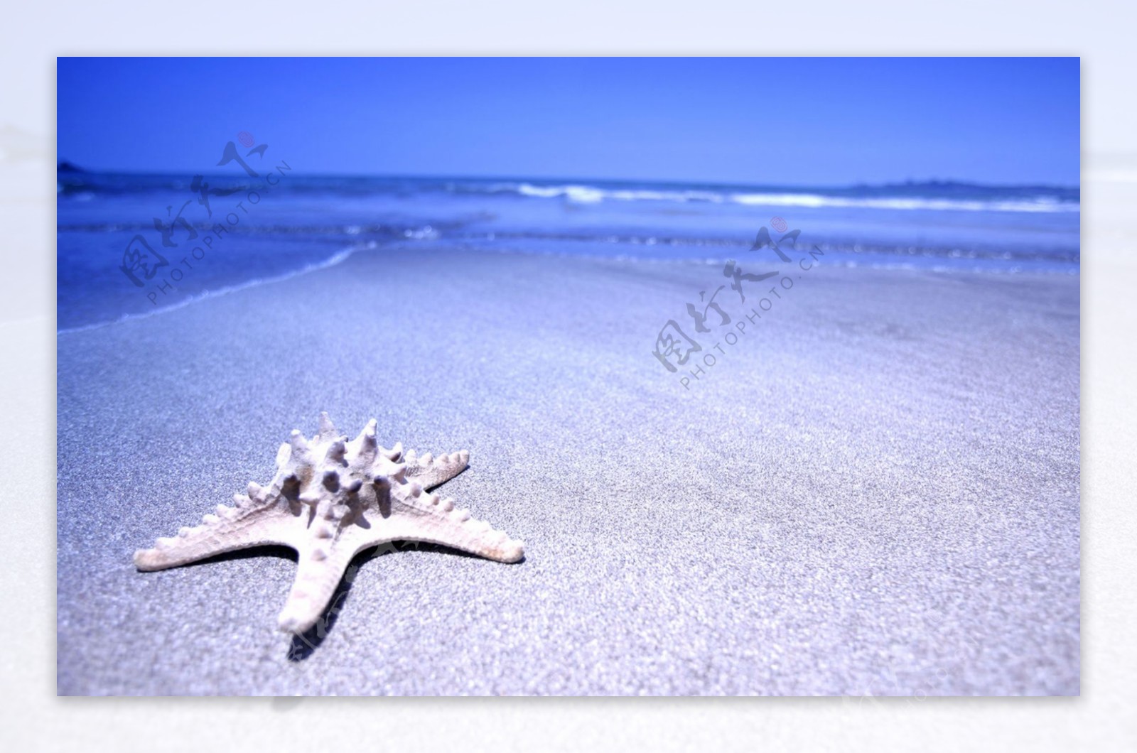 沙滩海星背景
