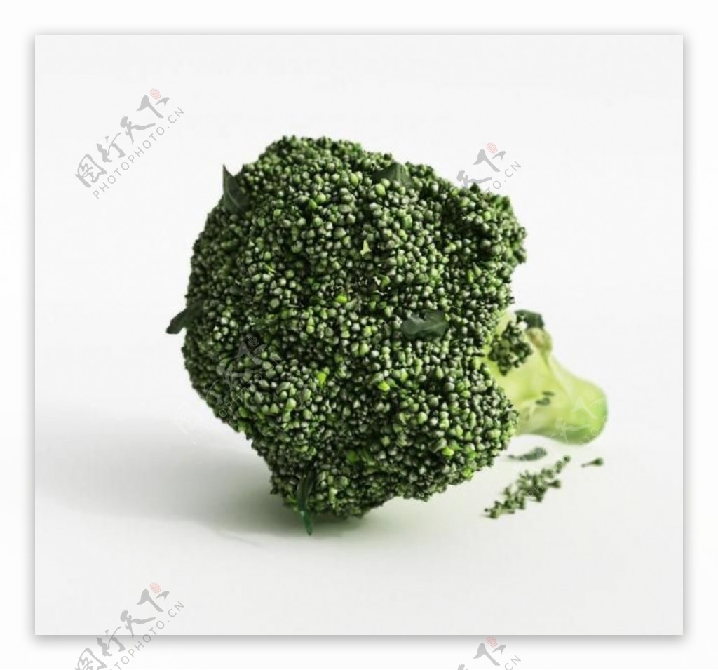 蔬菜模型花椰菜图片
