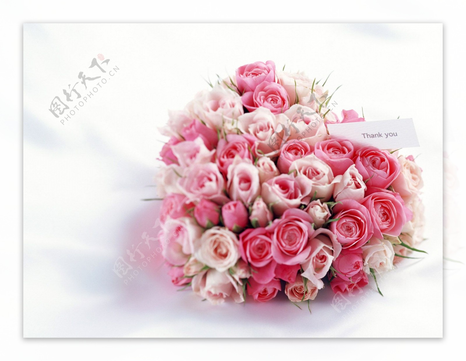 鲜花特写花的艺术浪漫的心粉红色玫瑰花