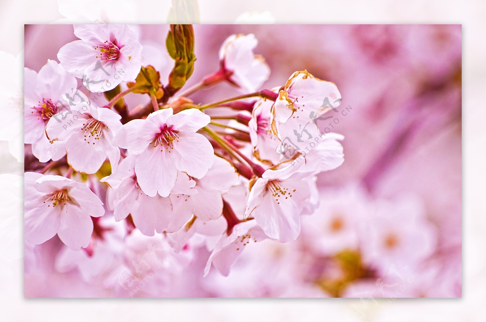 位图植物图案写实花卉樱花小桃花免费素材