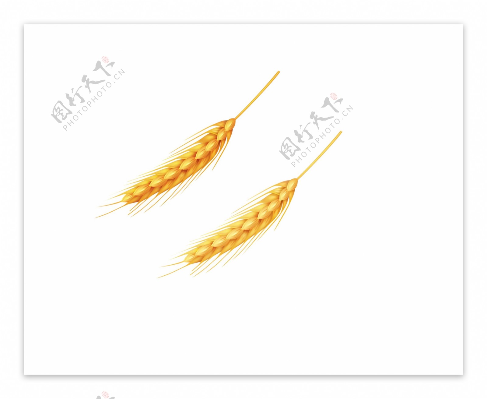 小麦麦子五谷图片
