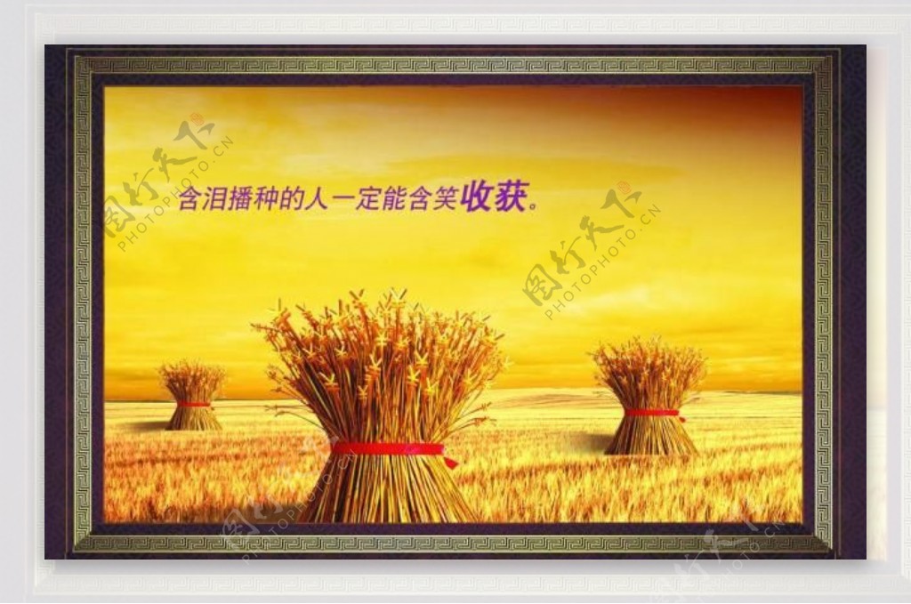金色天空麦穗收获图片