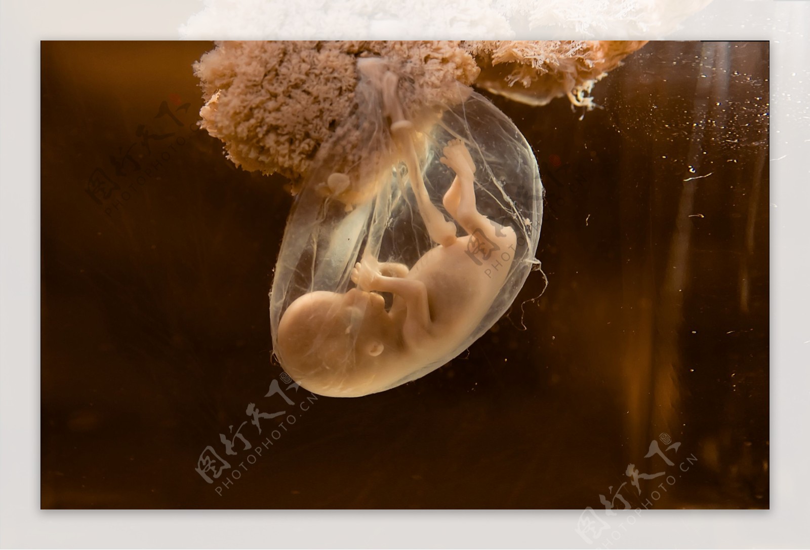 卵细胞设计素材子图片