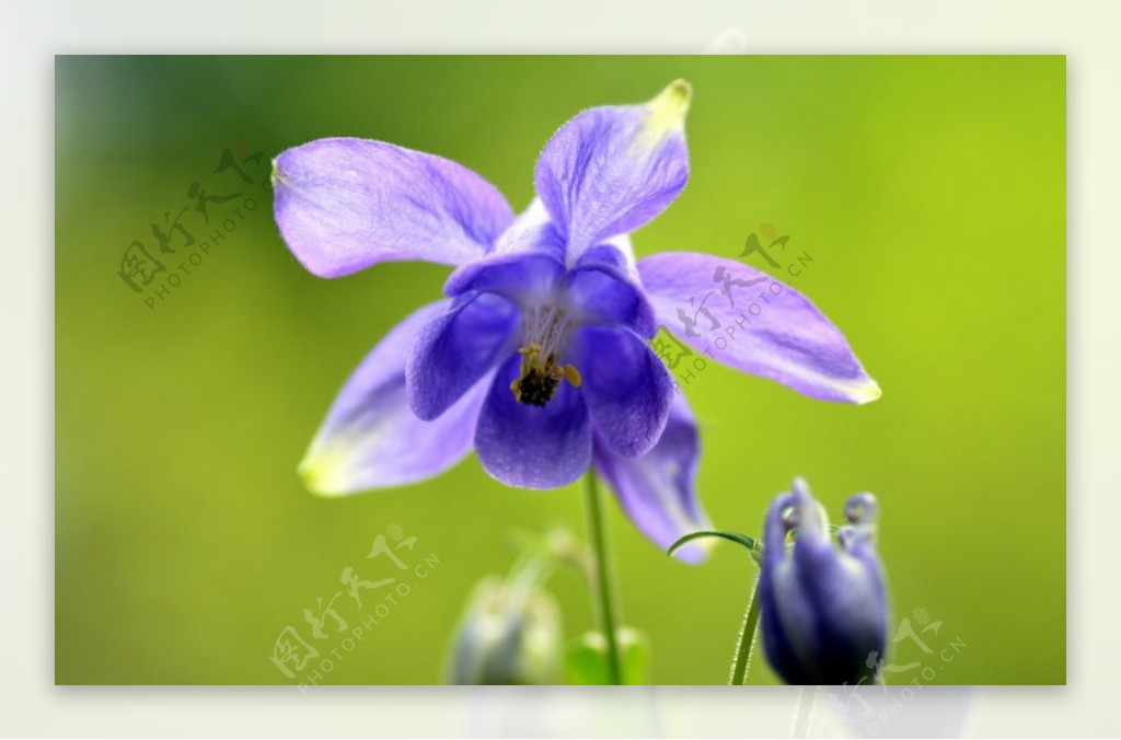 位图植物图案花朵写实花卉蝴蝶兰免费素材
