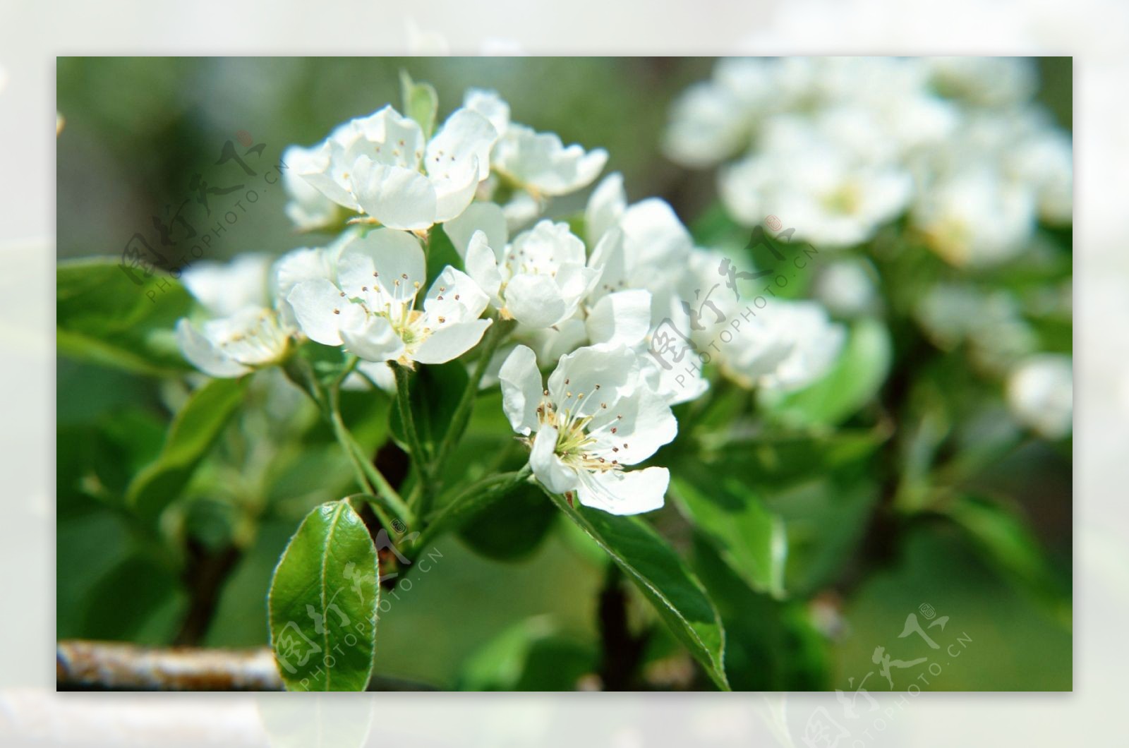 位图植物花朵写实花卉小桃花免费素材