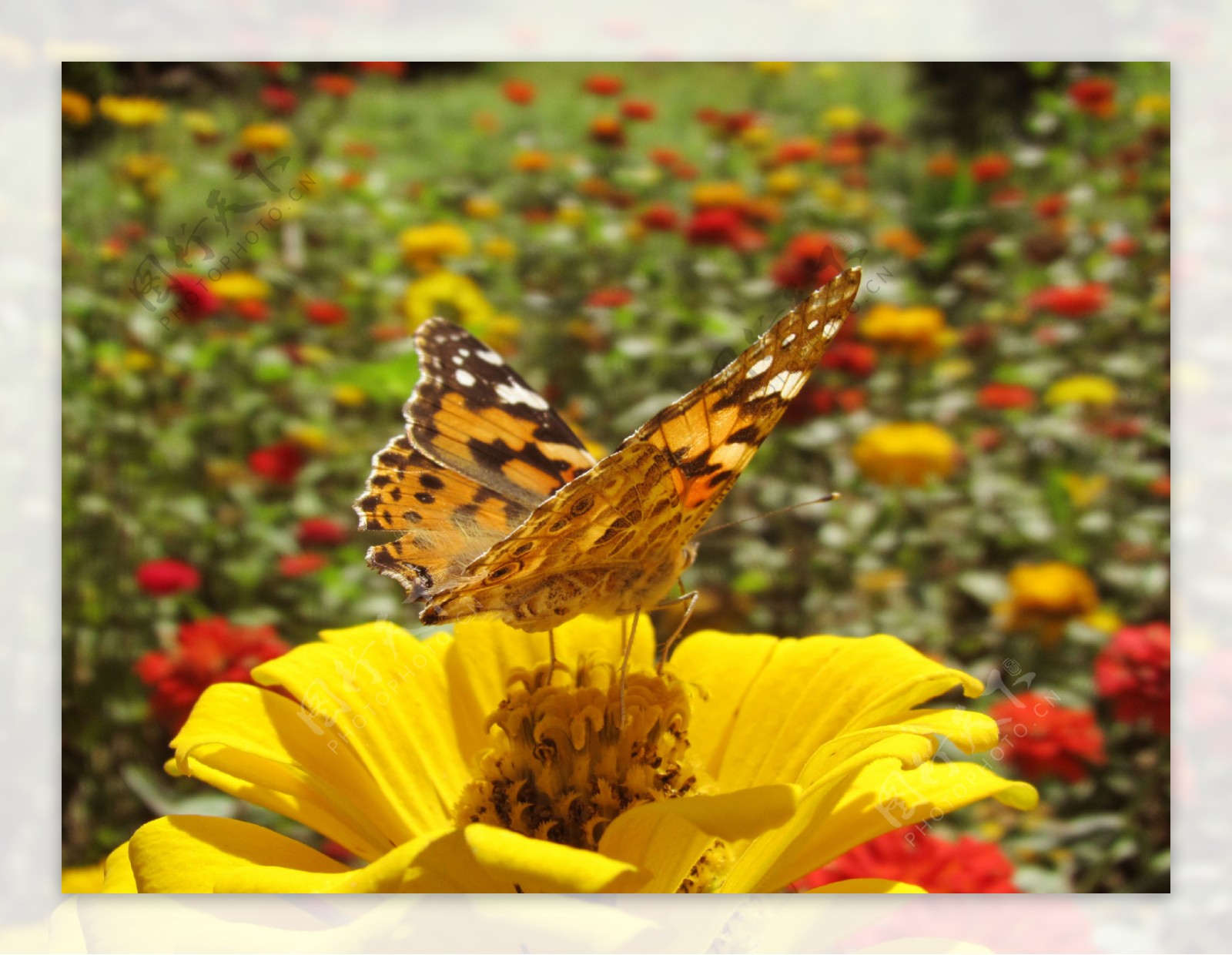 金盏花上的蝴蝶图片