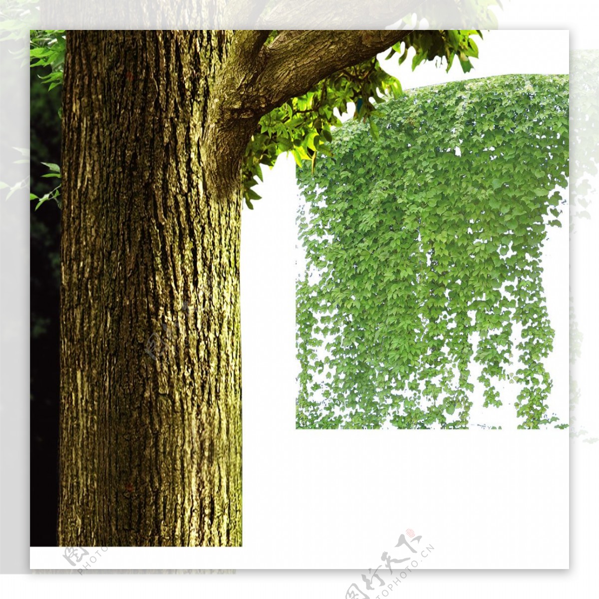 藤蔓植物树木PSD分层图片
