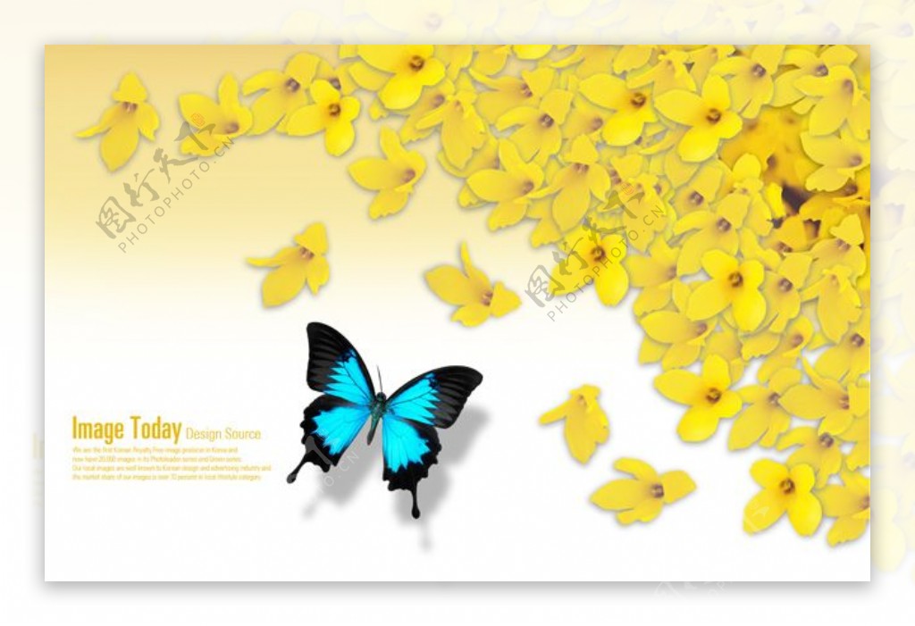 黄色的花瓣背景与蝴蝶