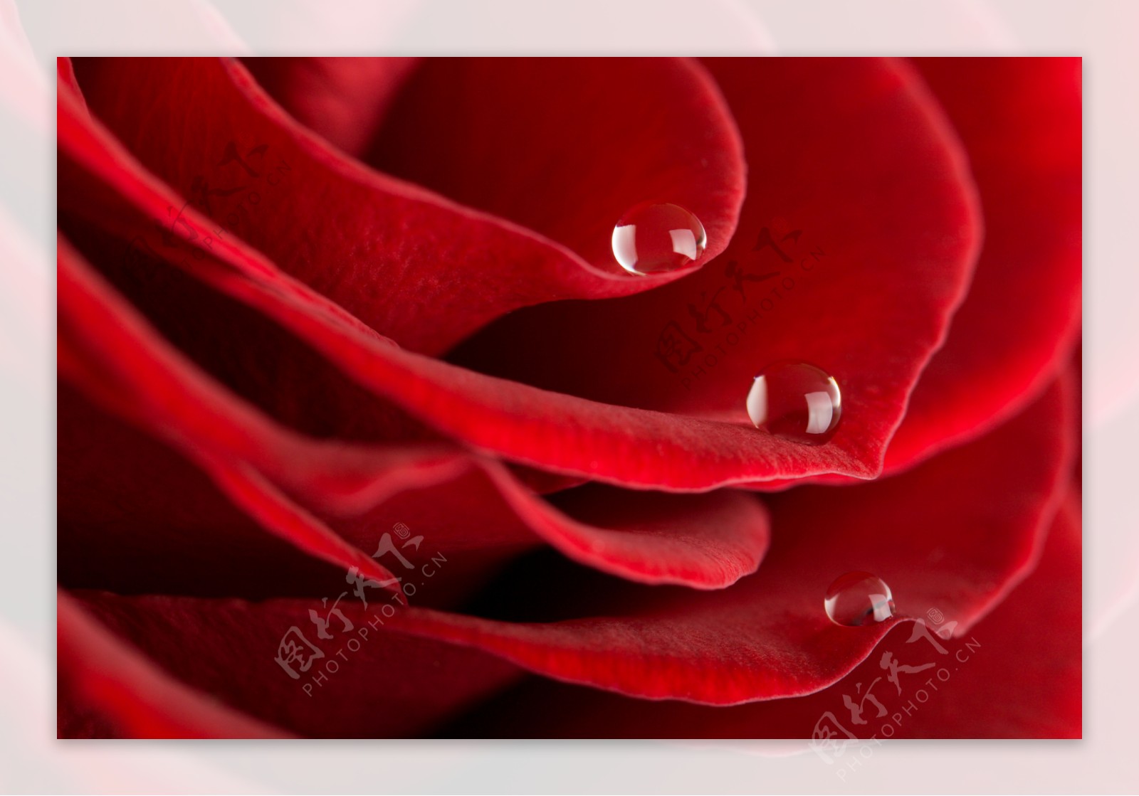 大红色玫瑰花特写图片素材5