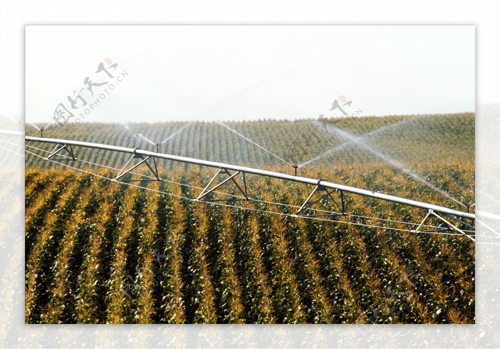 沟渠谷物灌溉图片