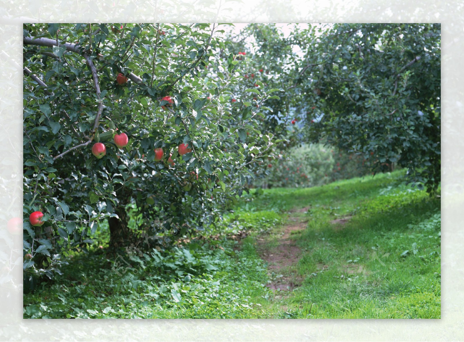 水果蔬果美图苹果园