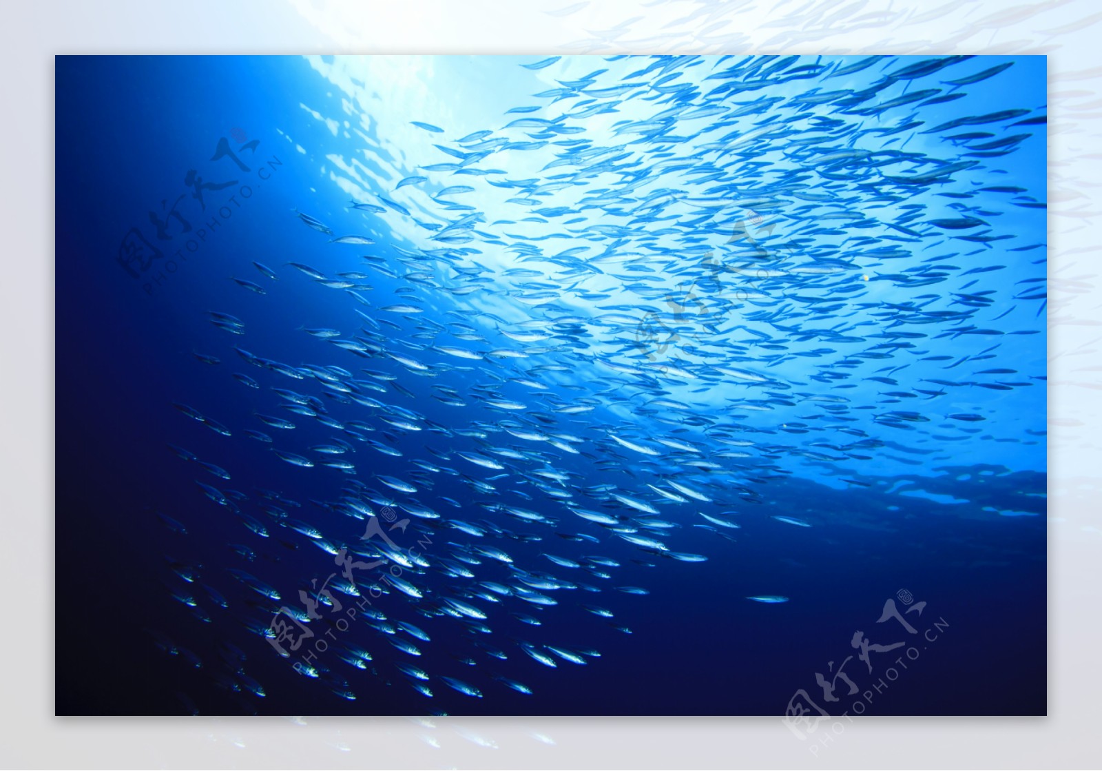 蓝色海洋鱼群图片