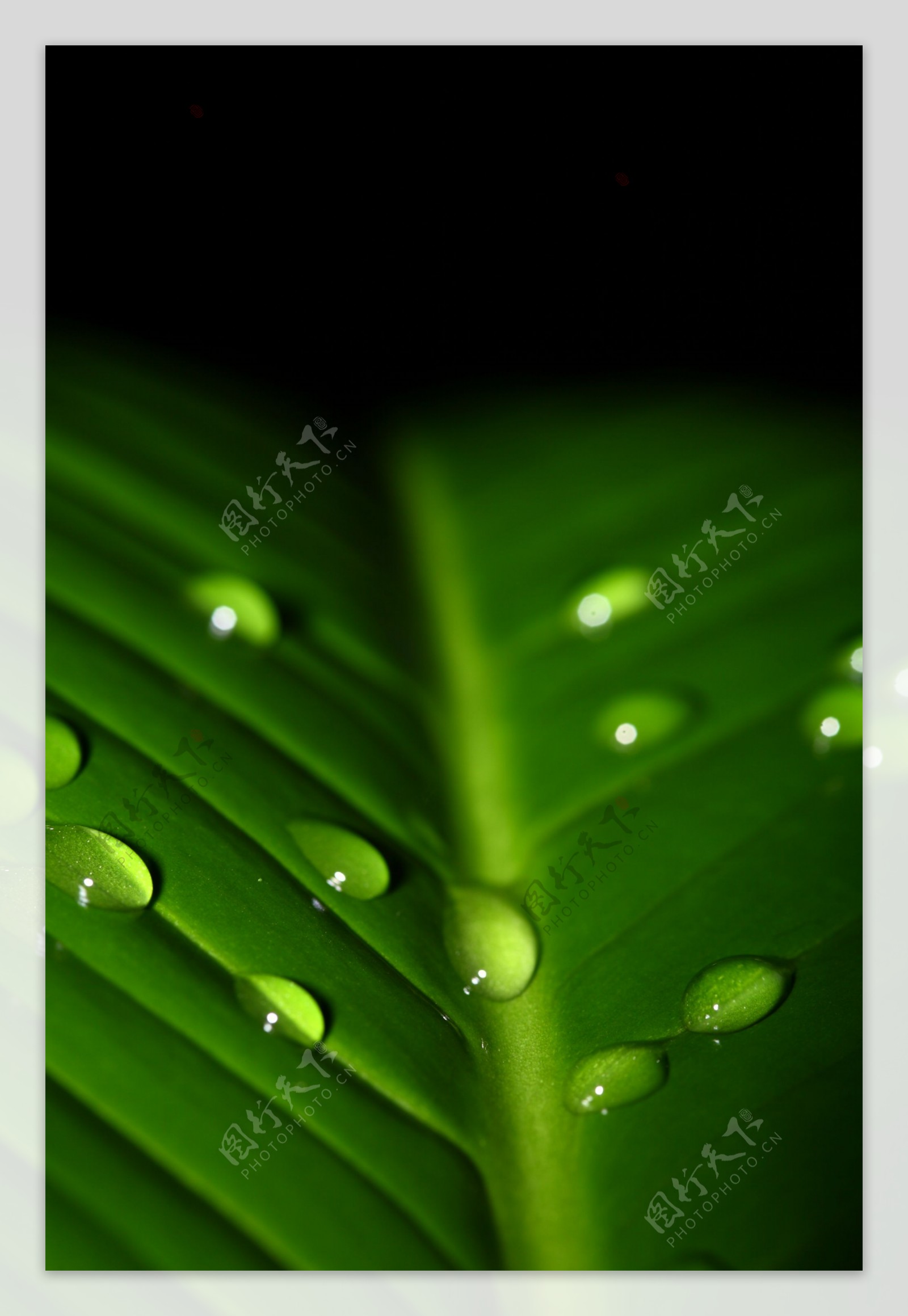 水滴与绿叶高清图片