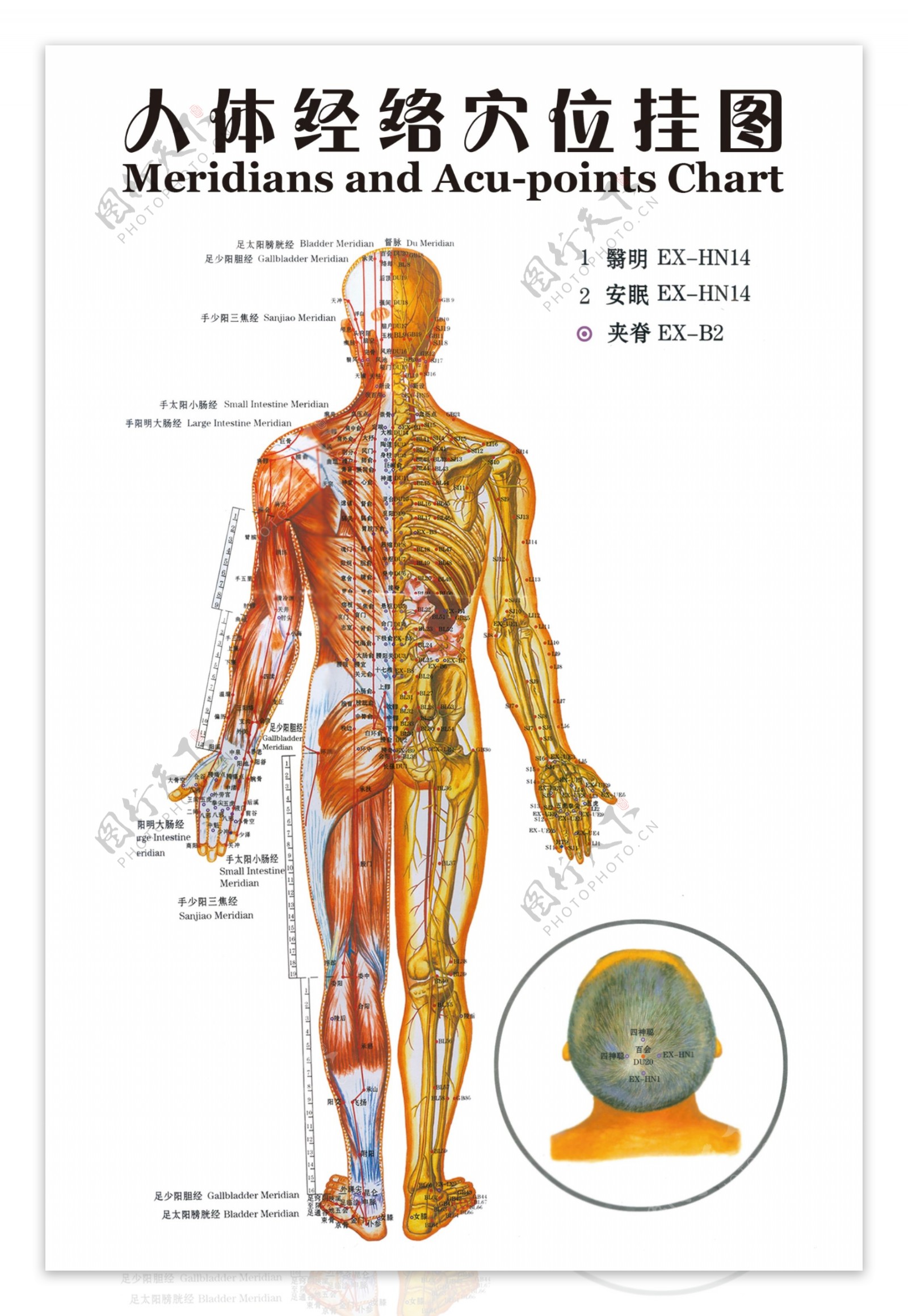 人体经络穴位挂图分层不细图片