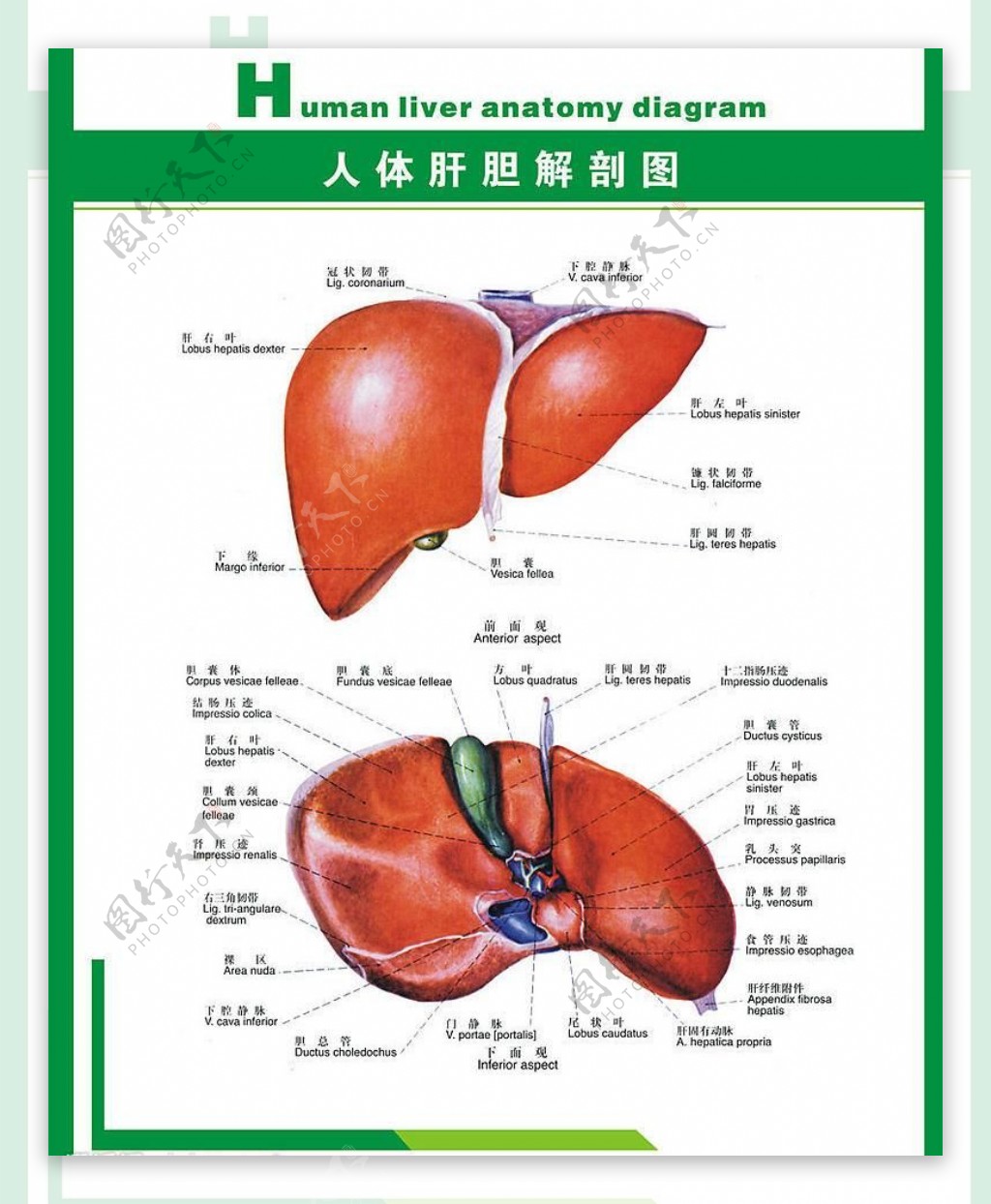 人体科普人体肝胆解剖图片
