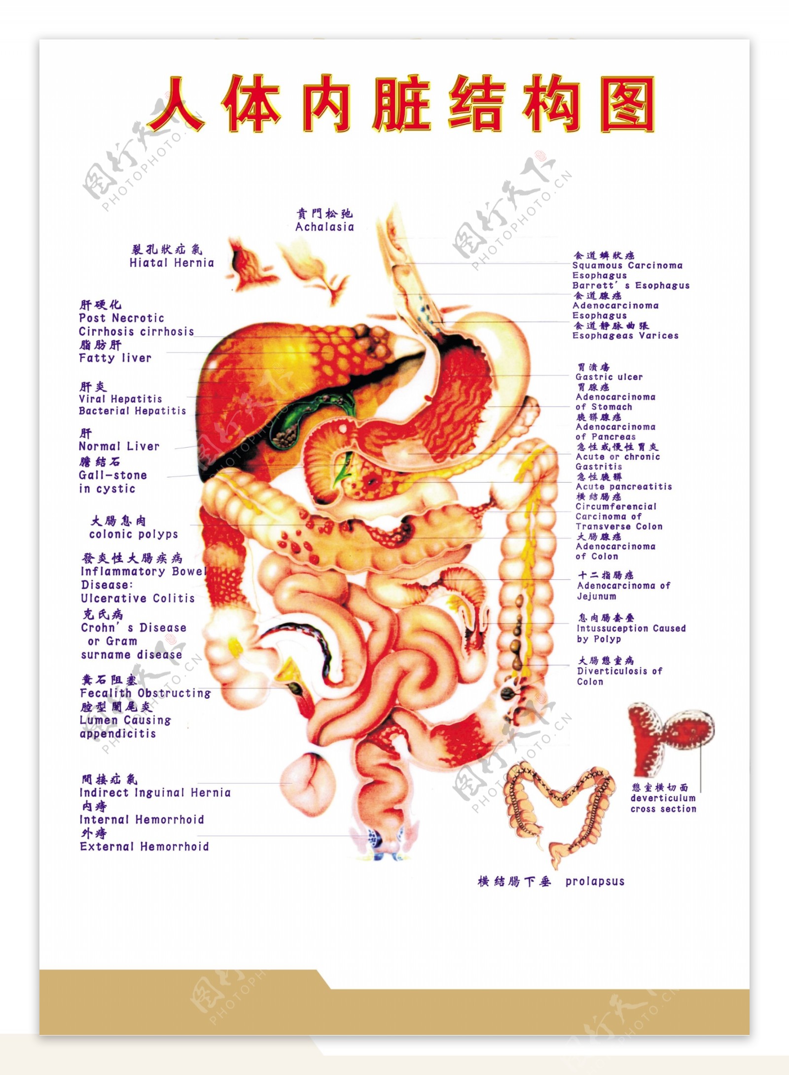 中医人体内脏结构反射图图片