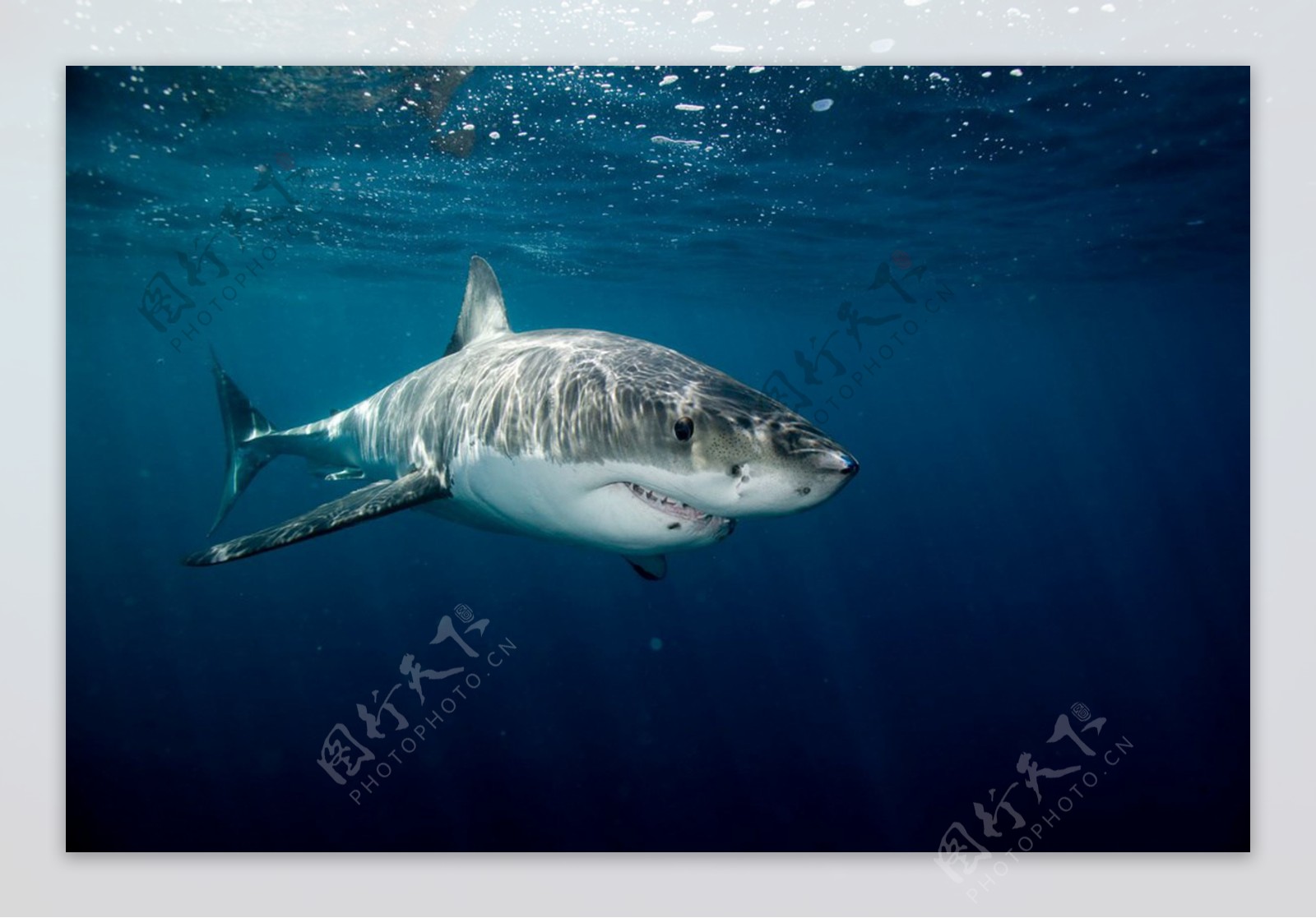 摄影师拍摄完美的鲨鱼形象，神似电影《大白鲨》的海报 - PSD素材网