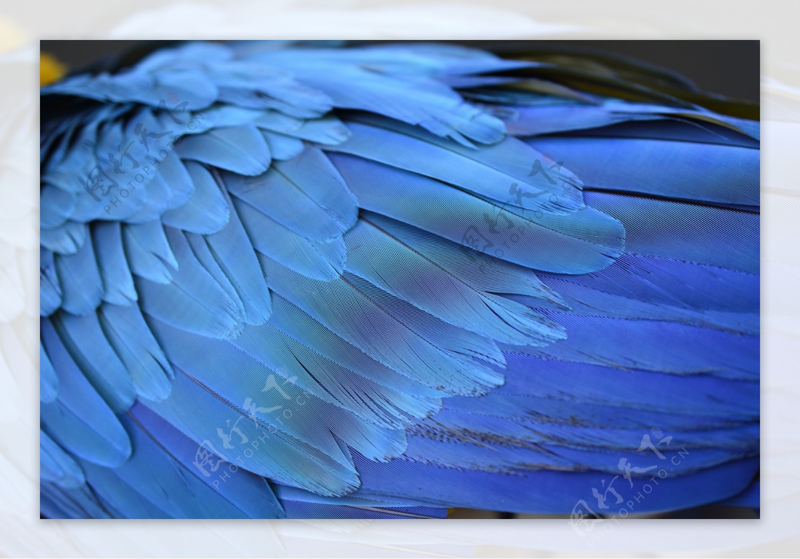 羽毛翅膀素材图片
