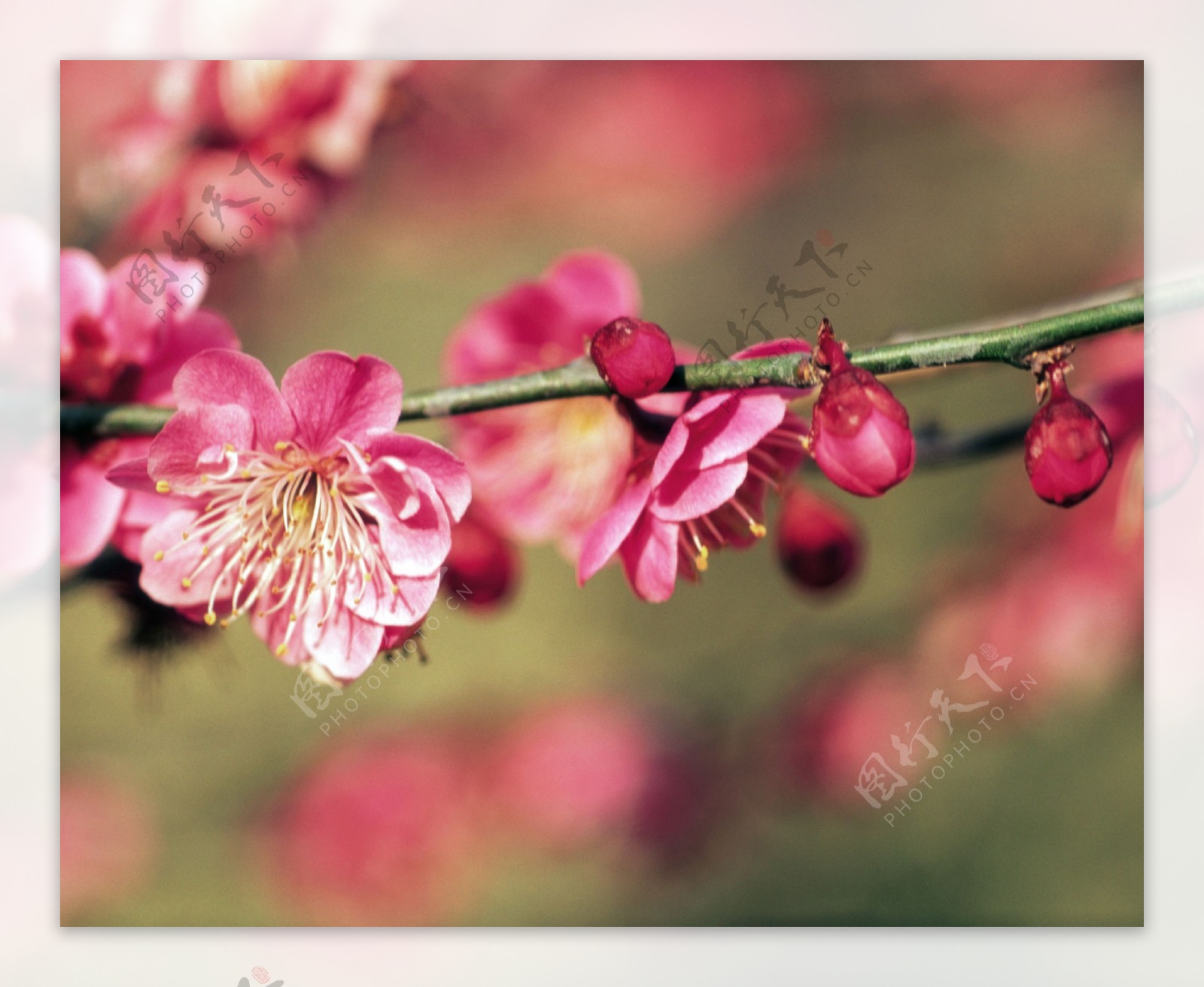 春暖花开