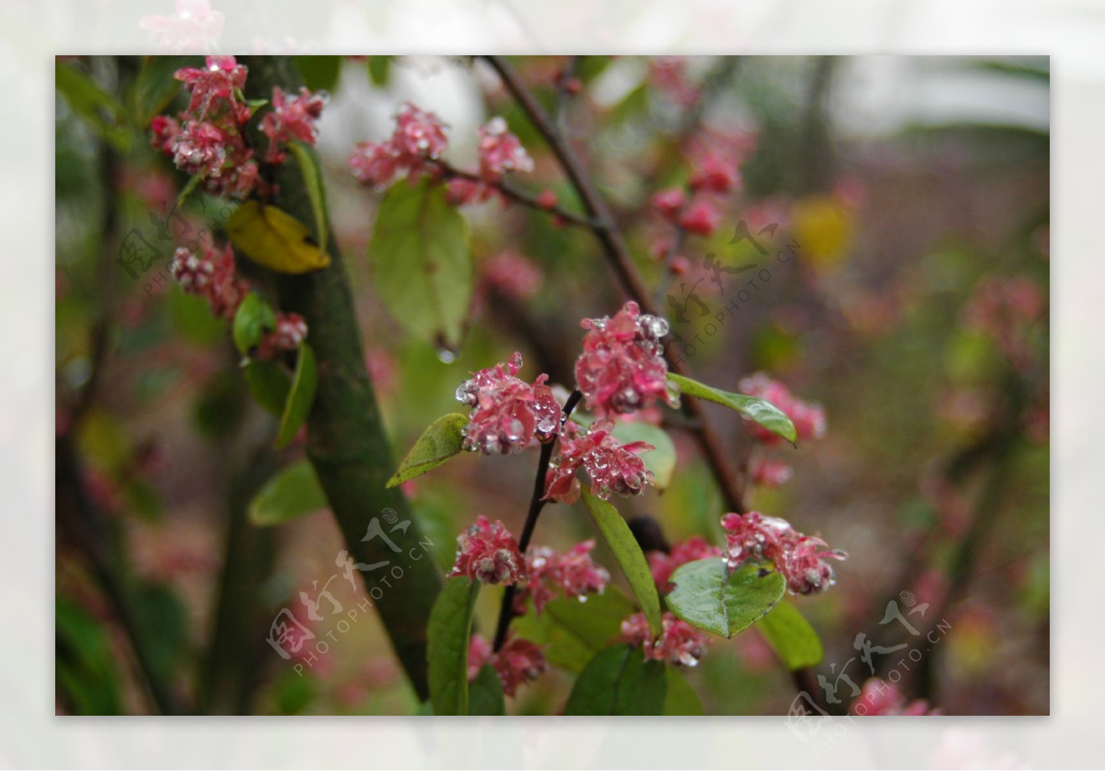 春雨中的野花图片