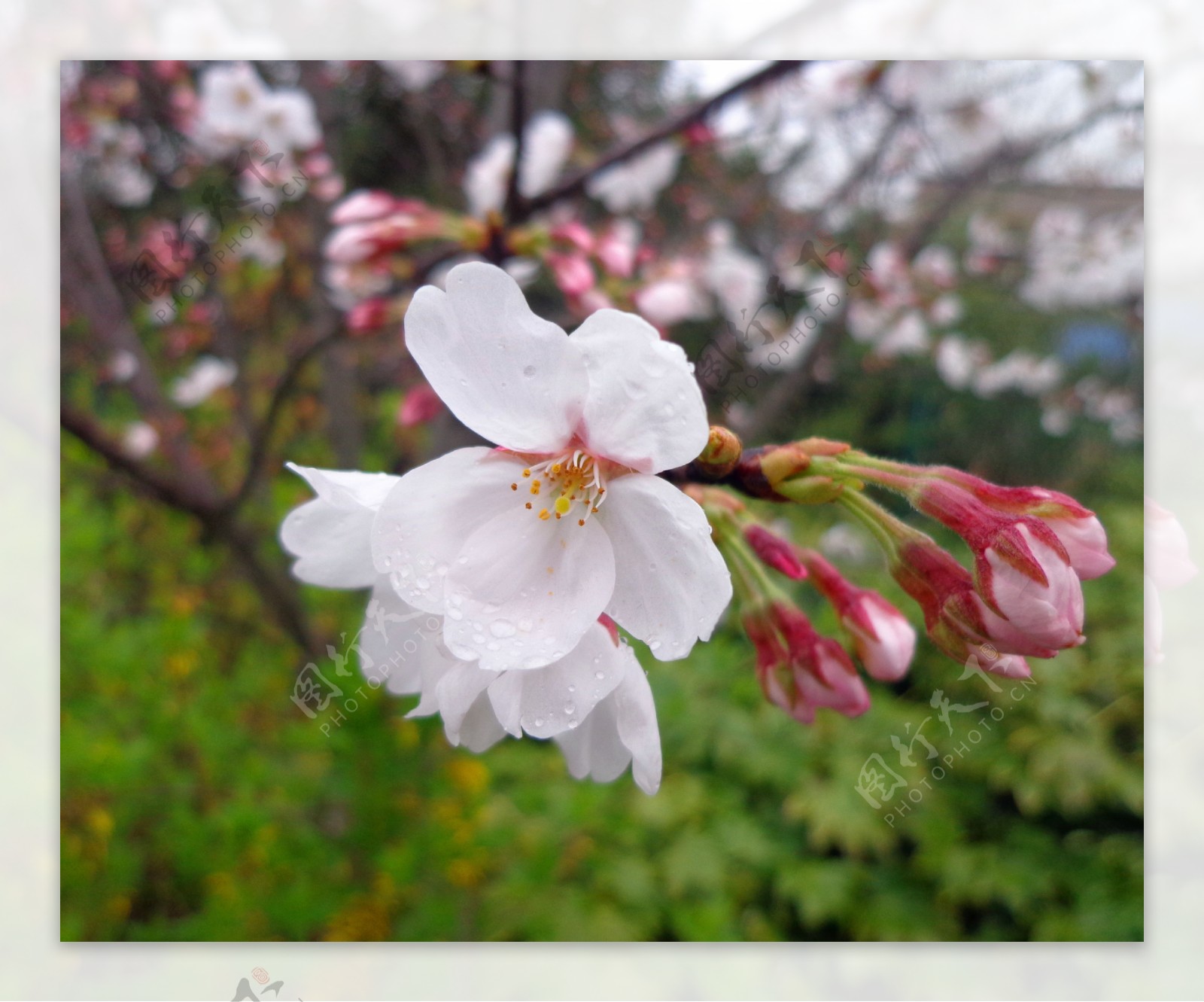 桃花图片