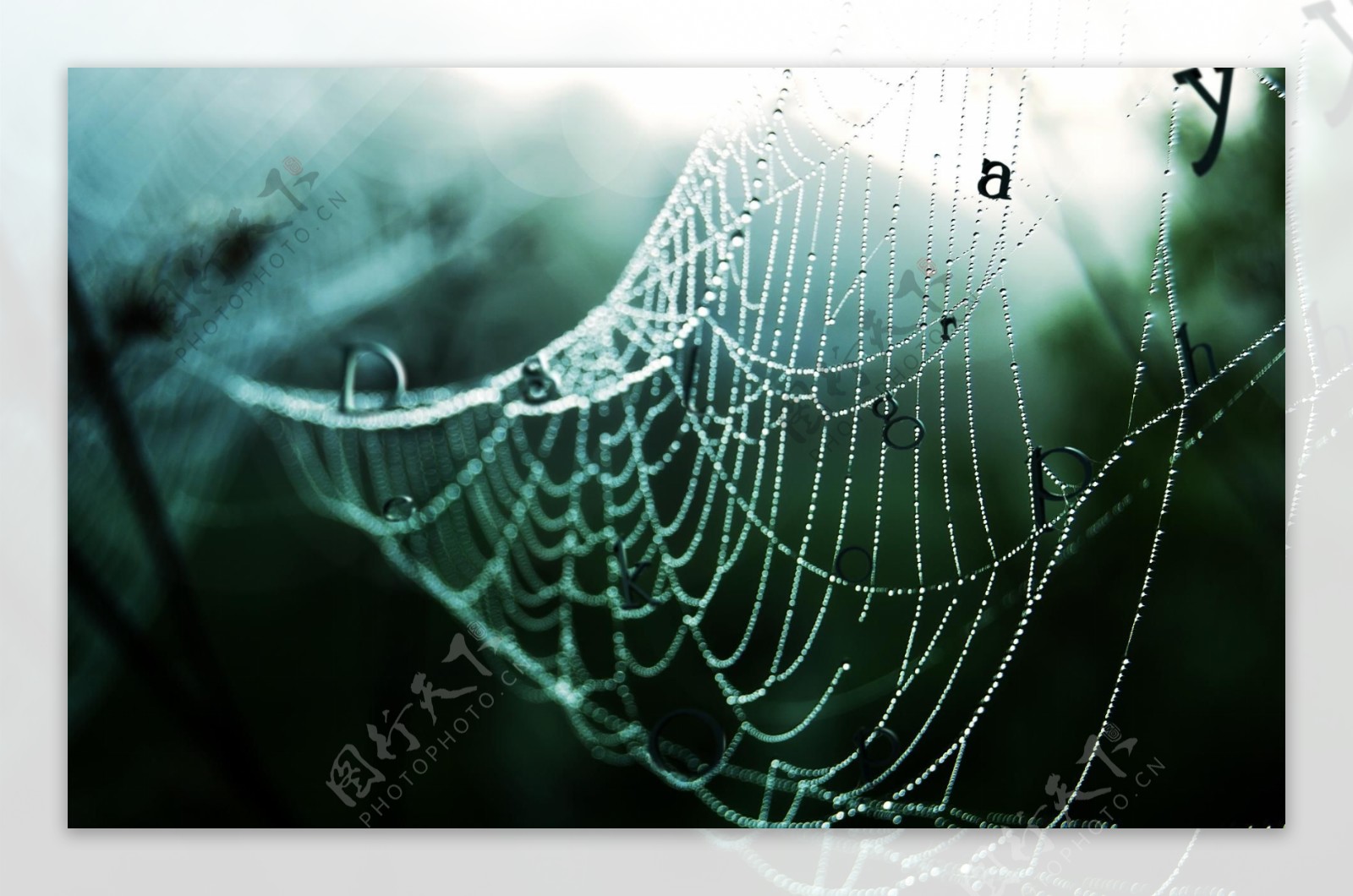 雨后的蜘蛛网图片