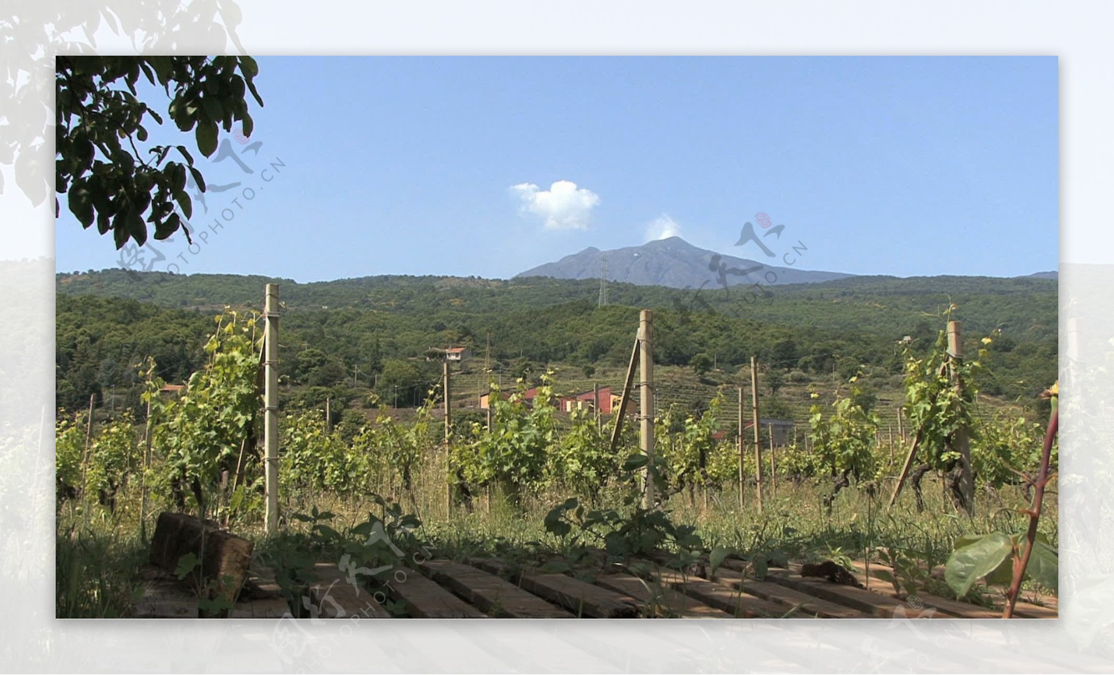 西西里岛的埃特纳火山的葡萄园和股票的录像视频免费下载