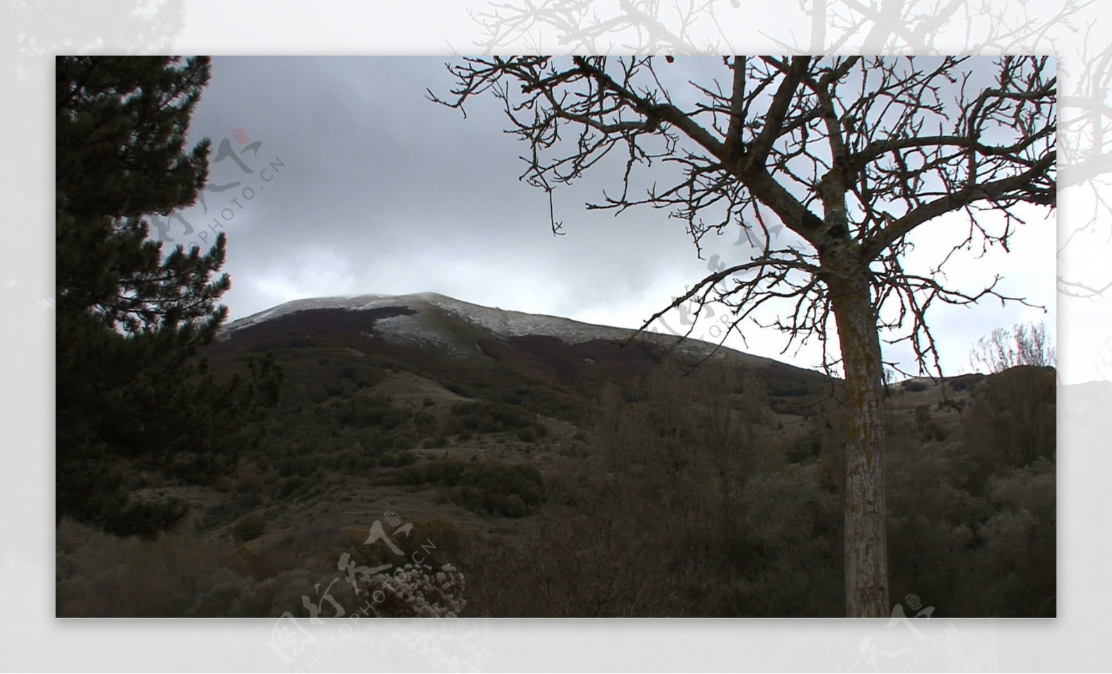 意大利阿布鲁佐国家公园的树股票视频视频免费下载