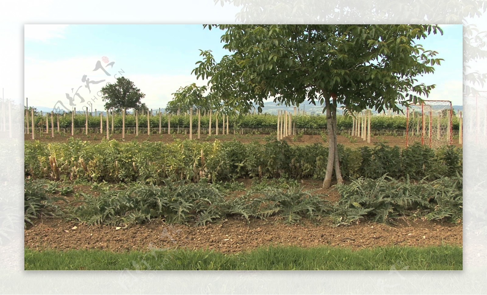 意大利翁布里亚整洁的花园和葡萄股票视频