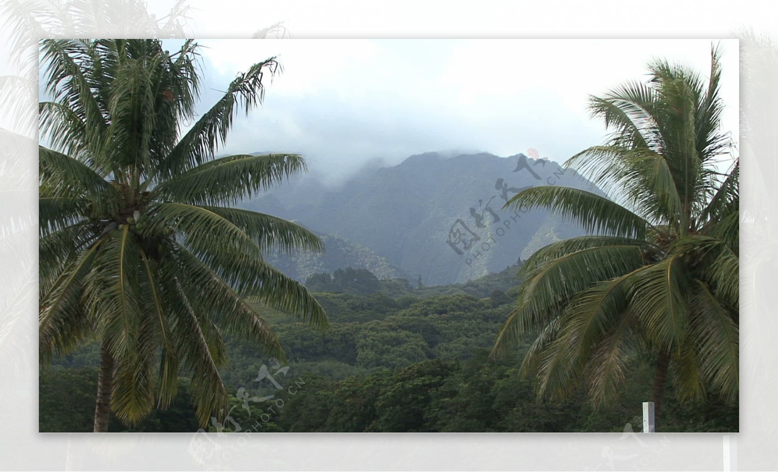 塔希提的棕榈树和山上的云股票视频