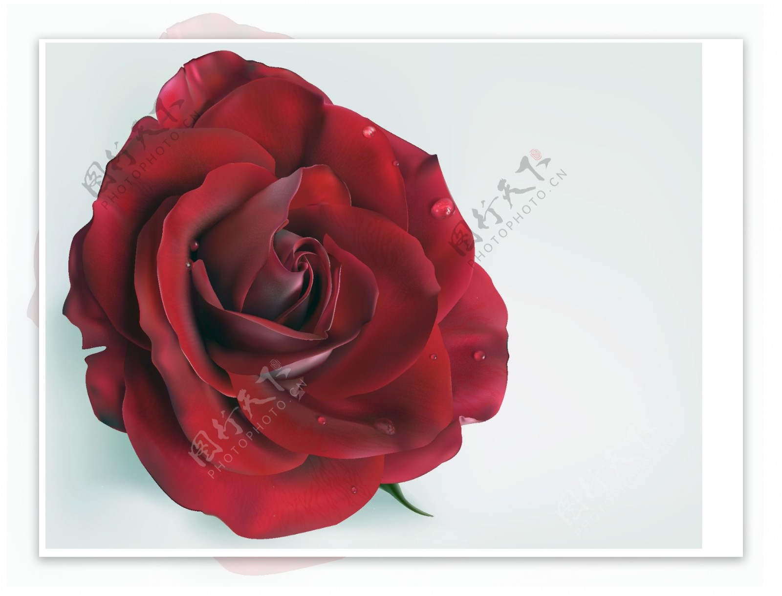 滴鲜红的玫瑰花矢量素材