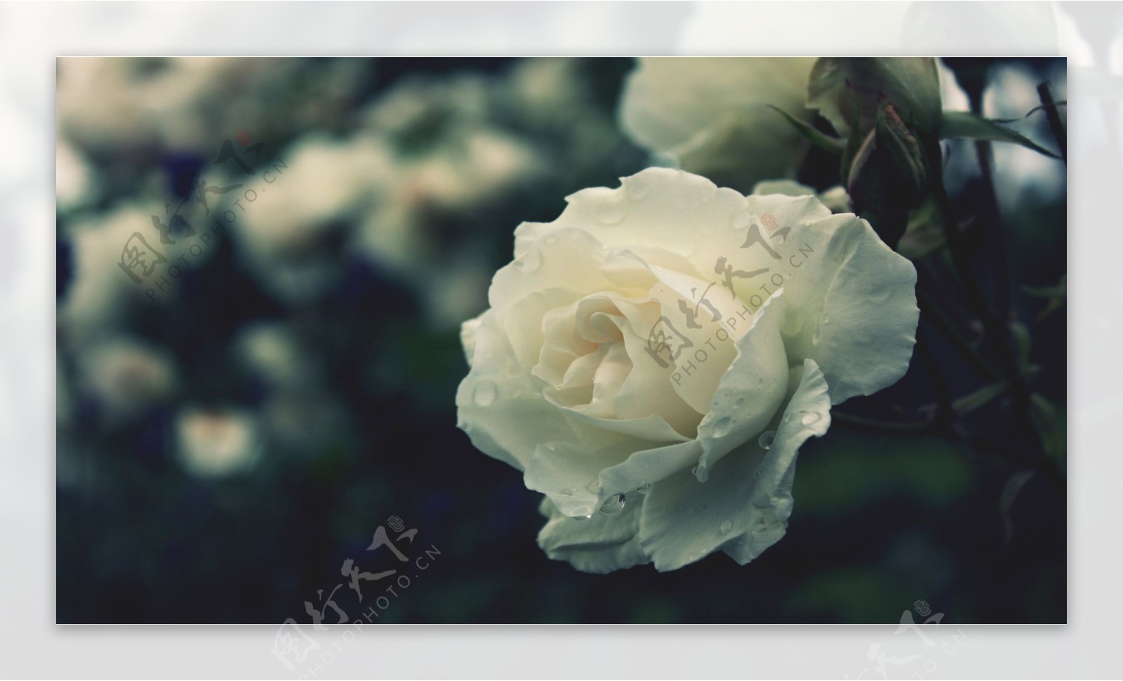 唯美白玫瑰高清图片壁纸