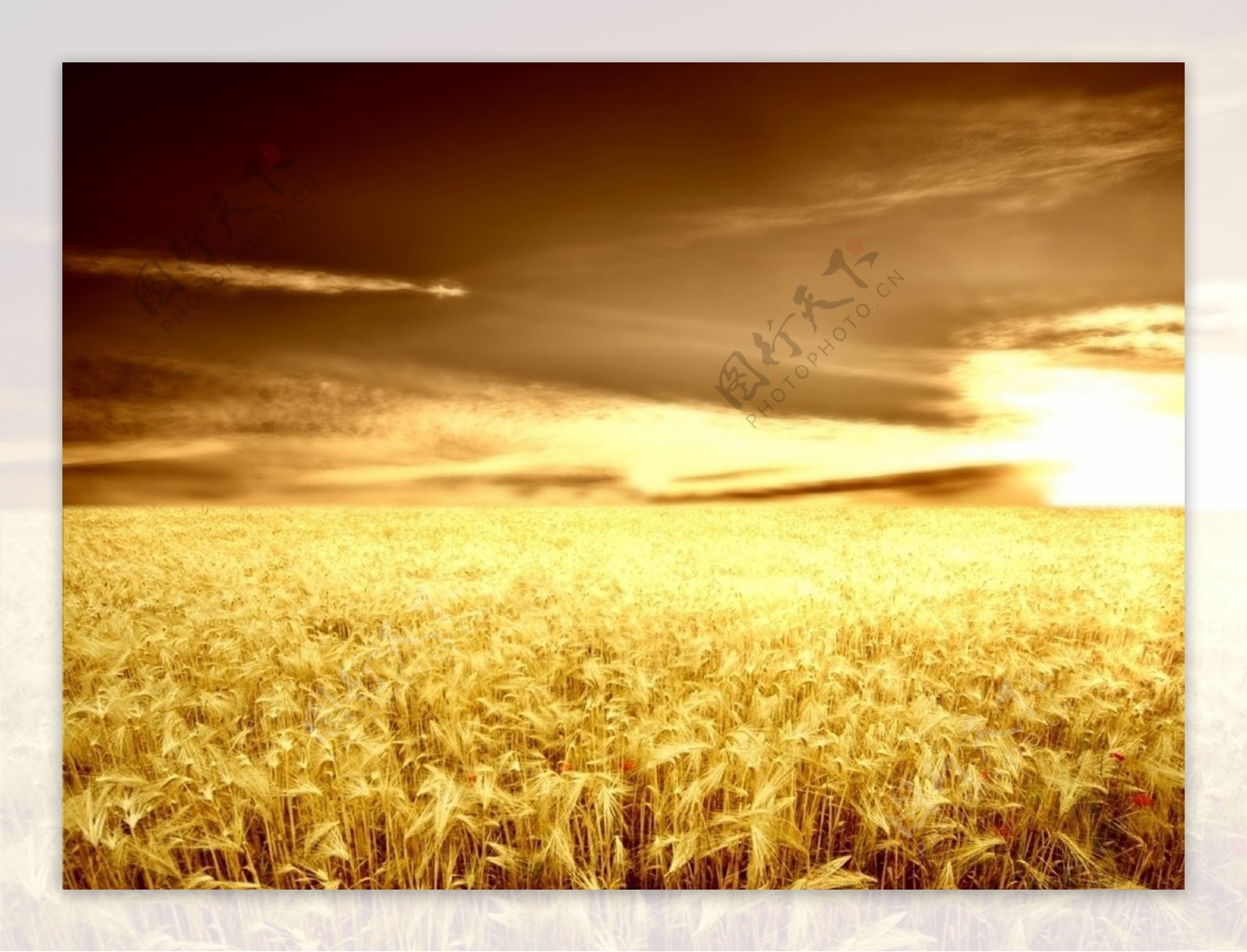 金黄色的麦田阳光下的麦田高清晰美图