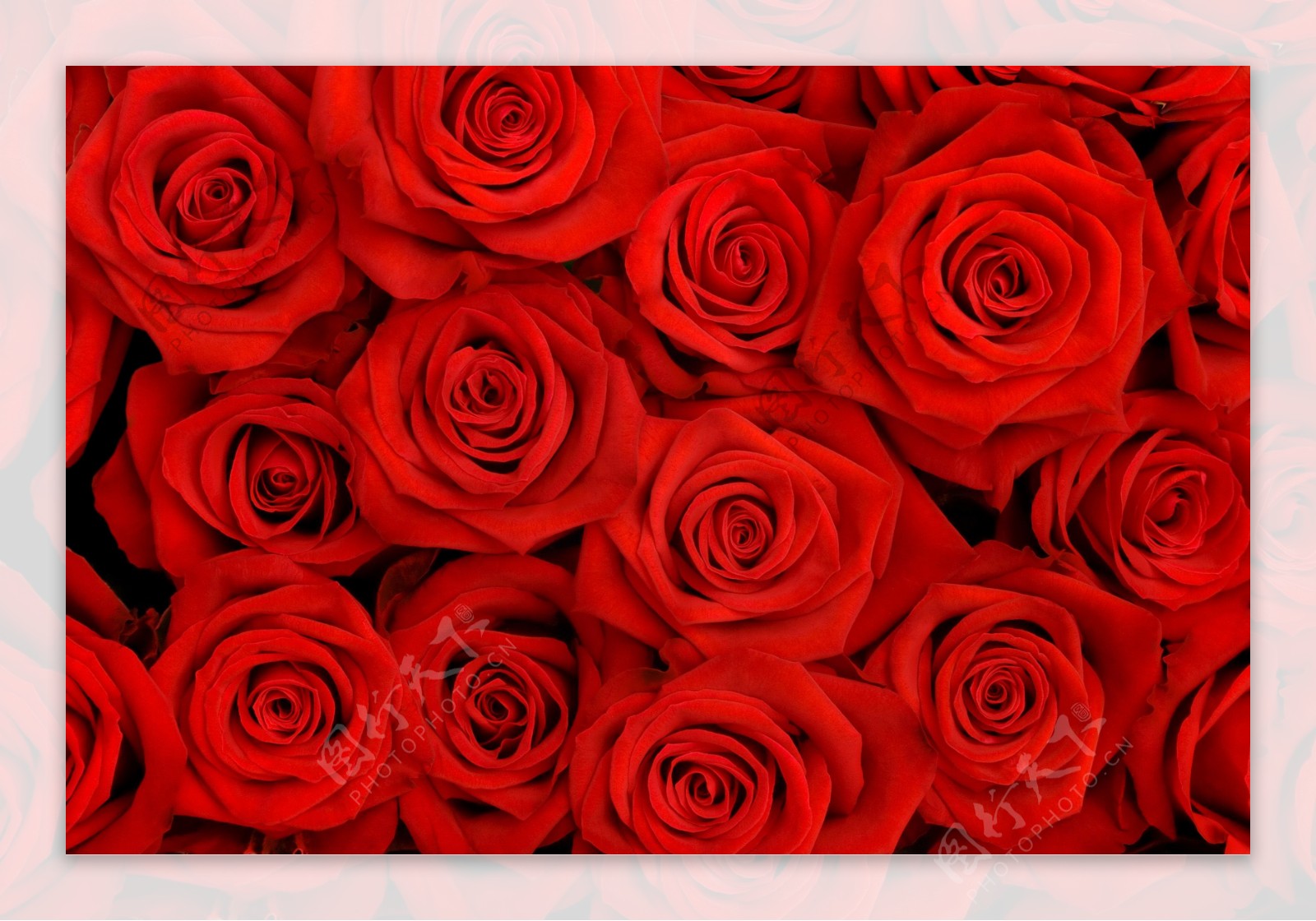 红玫瑰背景高清图片