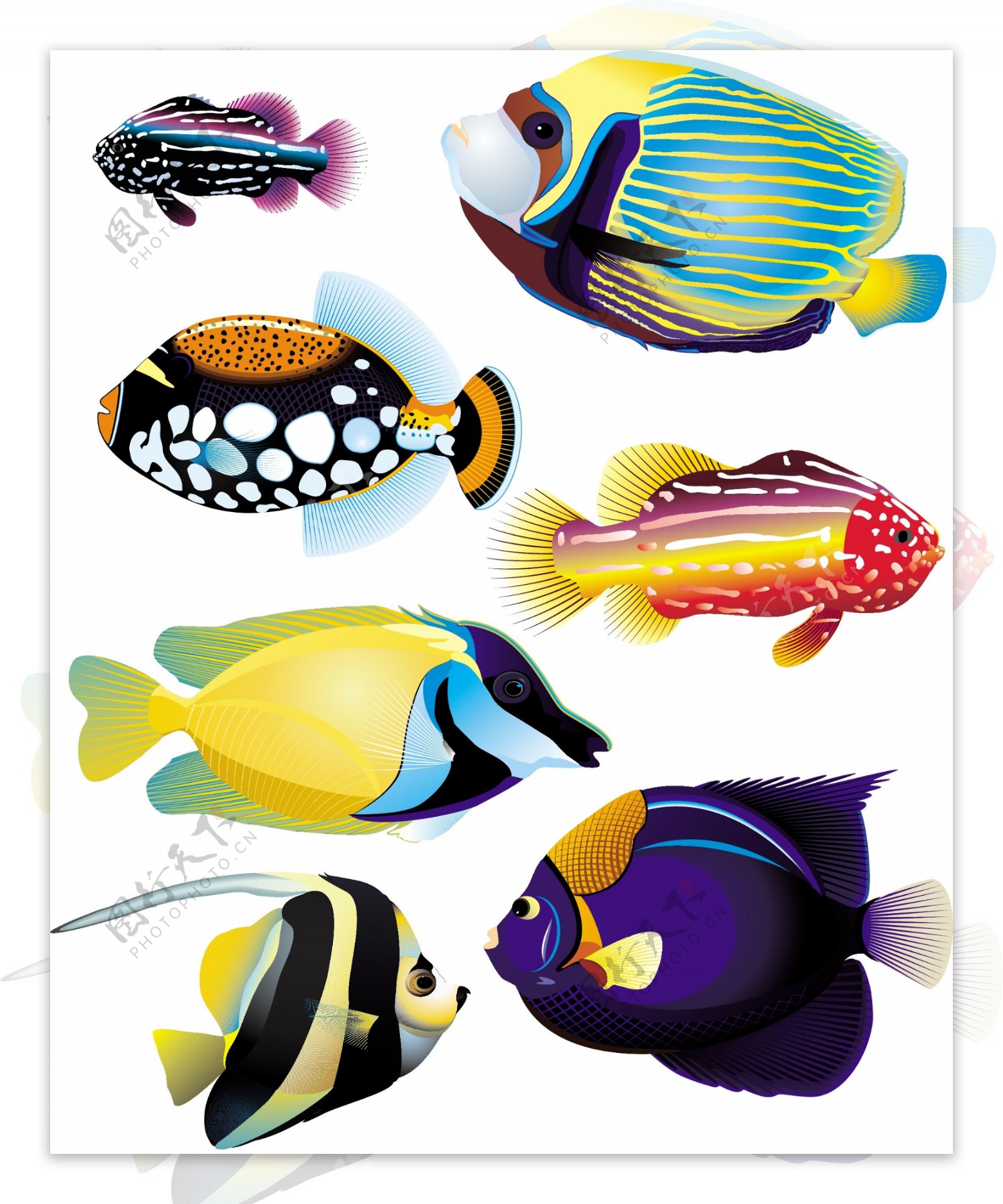 写实和抽象动物鱼类矢量素材