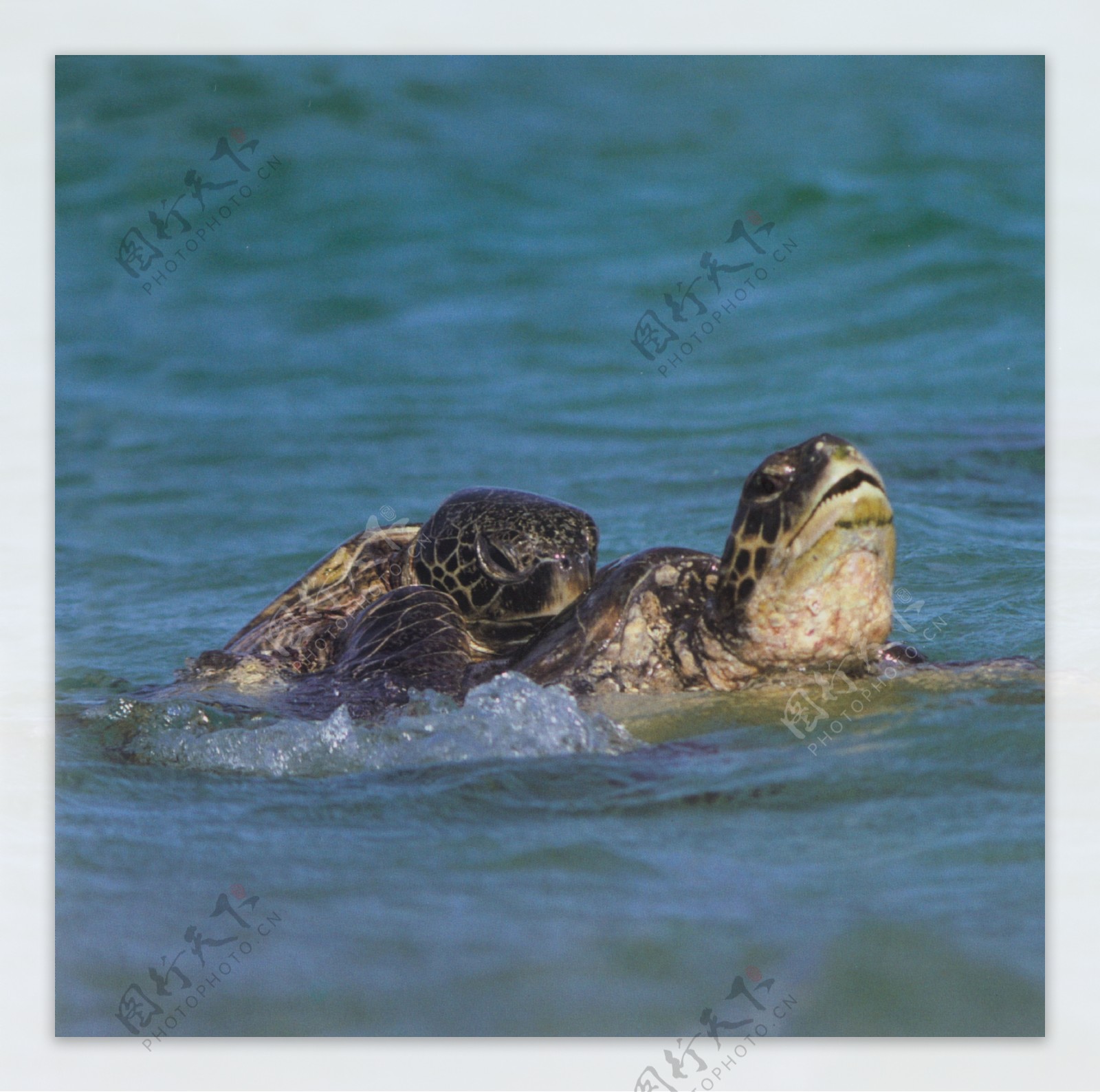 乌龟爬行动物动物图片